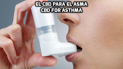 Lee más sobre el artículo El CBD para el Asma