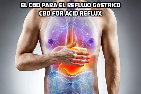 Lee más sobre el artículo El CBD para el Reflujo Gástrico