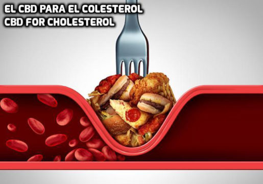 Lee más sobre el artículo EL CBD para el Colesterol
