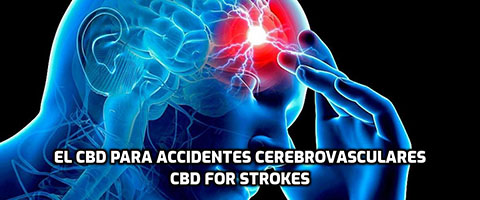 Lee más sobre el artículo El CBD para Accidentes Cerebrovasculares