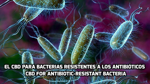 Lee más sobre el artículo El CBD contra las Bacterias Resistentes a los Antibióticos
