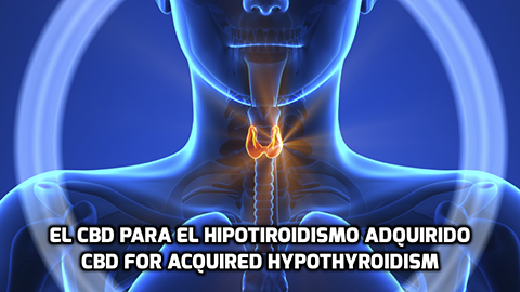 Lee más sobre el artículo El CBD para el Hipotiroidismo Adquirido