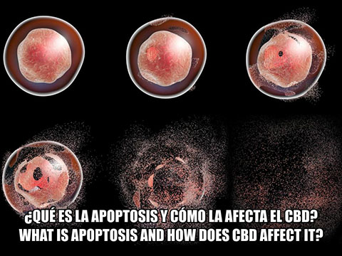 Lee más sobre el artículo ¿Qué es la Apoptosis y cómo la afecta el CBD?