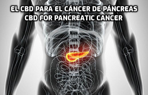 Lee más sobre el artículo El CBD para el Cáncer de Páncreas