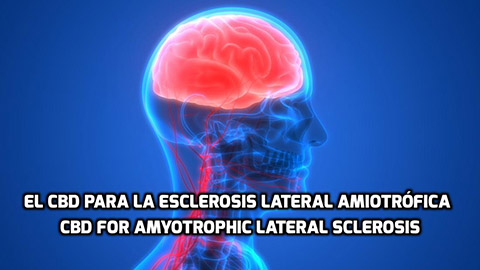 Lee más sobre el artículo El CBD para La Esclerosis Lateral Amiotrófica (ELA)