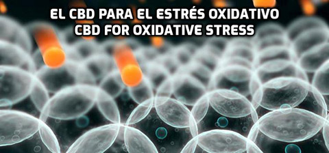 Lee más sobre el artículo El CBD para el Estrés Oxidativo