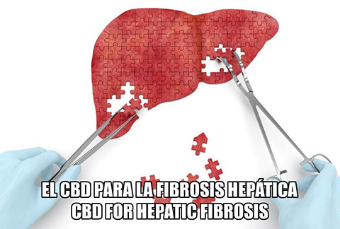 Lee más sobre el artículo El CBD para la Fibrosis Hepática