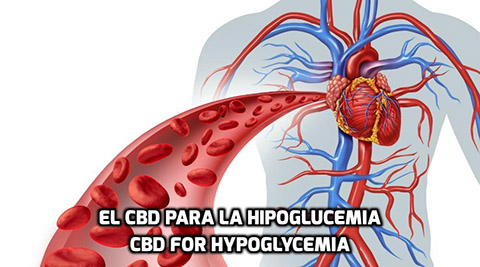 Lee más sobre el artículo El CBD para la Hipoglucemia