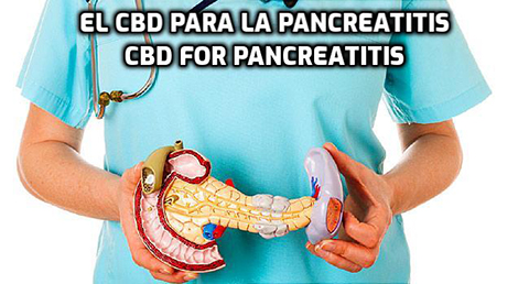 En este momento estás viendo El CBD para la Pancreatitis