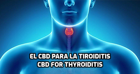 Lee más sobre el artículo El CBD para la Tiroiditis