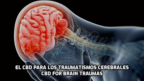 En este momento estás viendo El CBD para Traumatismos Cerebrales