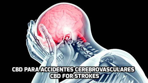 Lee más sobre el artículo El CBD para Accidentes Cerebrovasculares