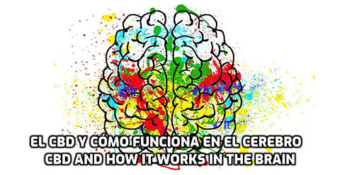 En este momento estás viendo El CBD y cómo funciona en el Cerebro