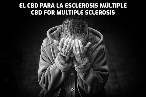 En este momento estás viendo El CBD para la Esclerosis Múltiple