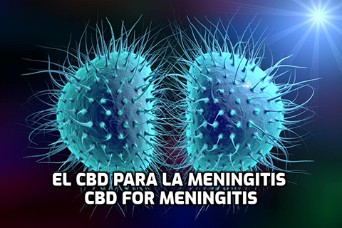 Lee más sobre el artículo El CBD para la Meningitis