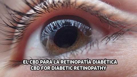 Lee más sobre el artículo El CBD para la Retinopatía Diabética