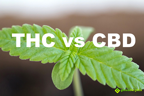 Lee más sobre el artículo THC vs CBD