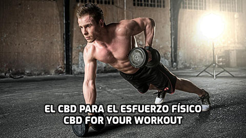 Lee más sobre el artículo El CBD para antes, durante y después del esfuerzo físico