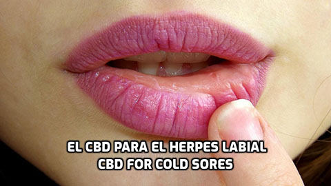 Lee más sobre el artículo El CBD para el Herpes Labial