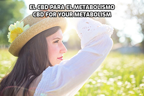 Lee más sobre el artículo El CBD para el Metabolismo