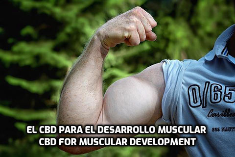 Lee más sobre el artículo El CBD para el Desarrollo Muscular