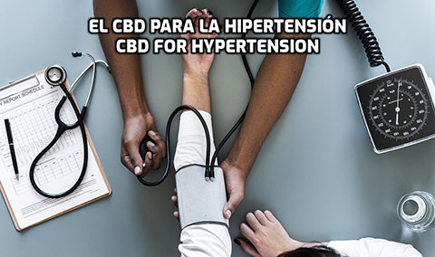 En este momento estás viendo El CBD para la Hipertensión