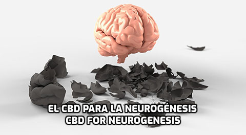 Lee más sobre el artículo El CBD para la Neurogénesis