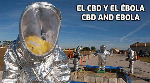 Lee más sobre el artículo EL CBD y el Ébola